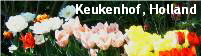 Keukenhof, Holland